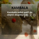 Adria menu