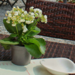 Conti Roero Boisson