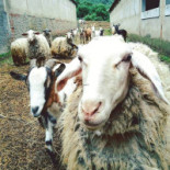 Agripunk Extérieur