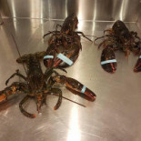 Pesce Parlante drink