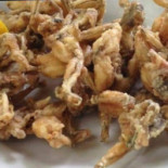 Varieta Cibo