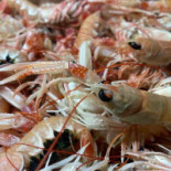 Mamitas Osteria Del Mare Boisson