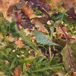 Gusto Pizza Bun Nourriture