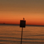 Ippocampo Beach Bebida