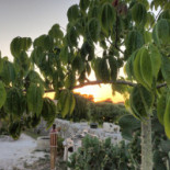 Home Scirocco Bebida