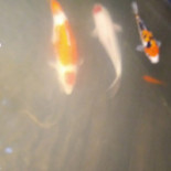 Koi Boisson
