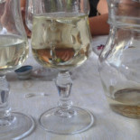 Saccargia Boisson