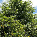 La Colomba Extérieur