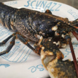 Osteria Scvnazz (giovinazzo) Boisson