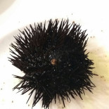Pesce Bollicine Boisson