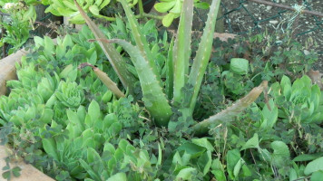 Trattoria Da Pordo drink