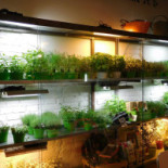 Aromaticus Exterior