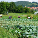 Agriturismo Il Tarassaco
