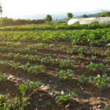 Agriturismo Il Tarassaco