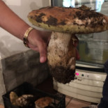 Pizzeria La Foresta Boisson