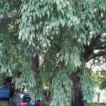 Corte Petacchi outside