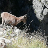 Rifugio Genova Boisson