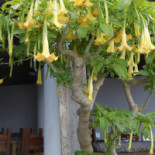 Malvasia Exterior