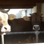 Macelleria Braceria San Foca Boisson