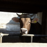 Macelleria Braceria San Foca Boisson