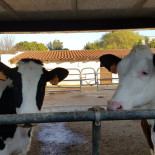 Macelleria Braceria San Foca Boisson