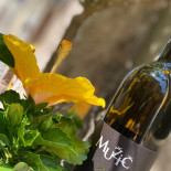 Quercus drink