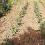 Fattoria Dell'uliveto Extérieur