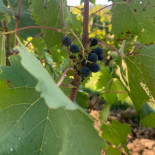 Drogheria Biondi Boisson