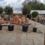 La Terrazza Pizzeria Exterior
