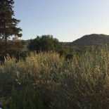 Trattoria Gracco