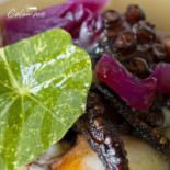 Calamare Comida