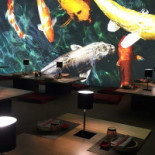 Koi Dentro