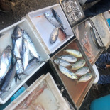 Fish Market Boisson