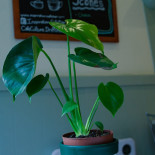 Inspiration Minuman