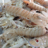 Antico Morer Boisson