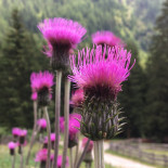 Malga Messner
