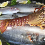 Nautilus Comida