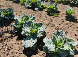 Il Rifugio Del Barone drink