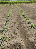 Il Rifugio Del Barone outside