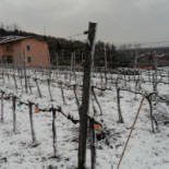 Cantine Basile
