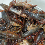 Masiparero Comida