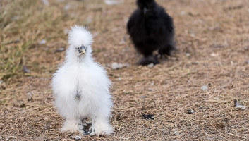 Agriturismo La Contea Del Vignolo Fiorito drink