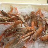 L'aquilone Nourriture
