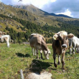 Agriturismo Malga Mortirolo Extérieur
