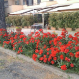 Trattoria Da Oliviera