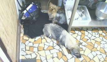 Pizzeria Monika drink