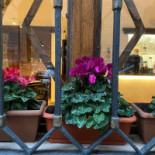 Salsapariglia Extérieur