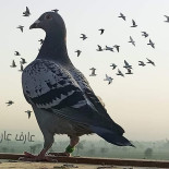 Al Baghl Minuman
