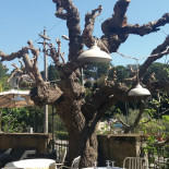 Osteria Del Fico Vecchio drink