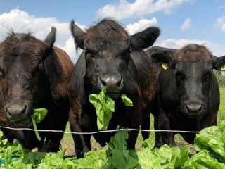 Bifarm